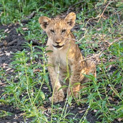Cub
