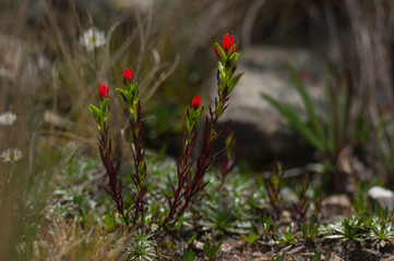 Closeup of Andean flowers from Peru