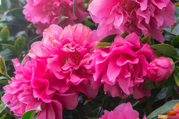 Pink azalea flower blooming in morning time. Nature flower in park and outdoor background