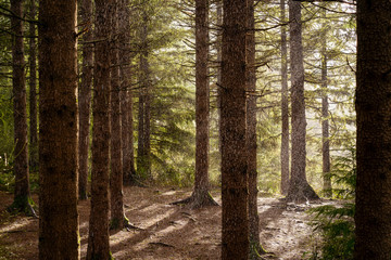 Raining while sunny in a forest in Portland, Oregon