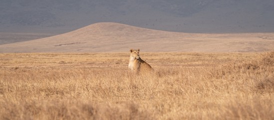 Lioness 