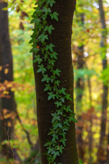 Hedera helix, the common ivy, on a tree in a forest