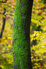 The moss tree in a forest, autumn