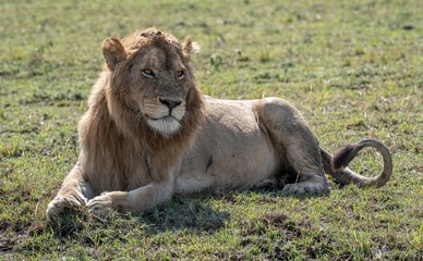Lion