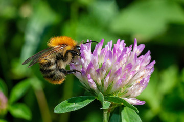 A bumblebee polinating Trifolium pratense, the red clover