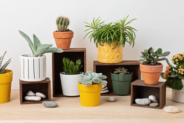 Collection of various succulents and plants in colored pots. Potted cactus and house plants against light wall. The stylish home garden