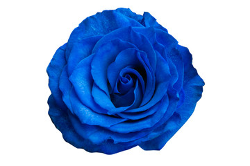 blue rose isolated - obrazy, fototapety, plakaty
