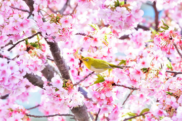 メジロと桜 