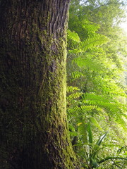 Beautiful green tree with lot of moss in Reunion island tropical forest