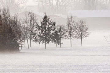 Winter landscape of frosty trees on foggy background