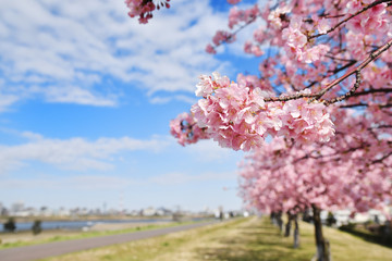 江戸川土手の河津桜