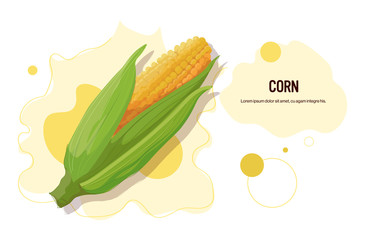 fresh corn sticker tasty vegetable icon healthy food concept horizontal copy space vector illustration
