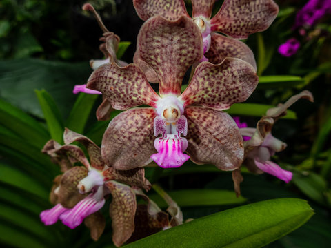 Beautiful orchid (Papilionanda) at the National Orchid Garden in Singapore.