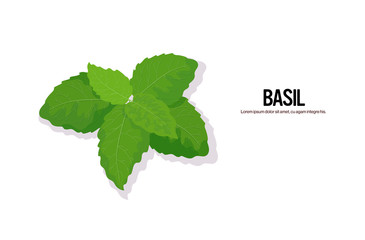 realistic basil tasty fresh herb green leaves healthy food concept horizontal copy space vector illustration