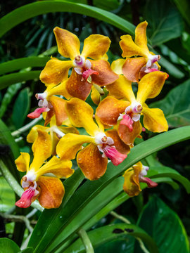 Beautiful orchids at the National Orchid Garden in Singapore.