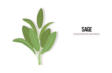 realistic sage twig tasty fresh herb green leaves healthy food concept horizontal copy space vector illustration