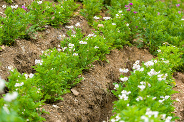 White potato flowers in nature