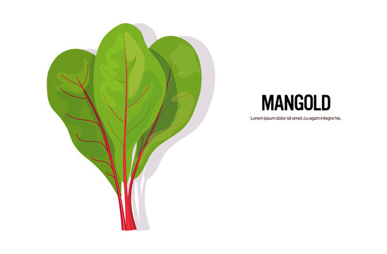 realistic mangold tasty fresh herb green leaves healthy food concept horizontal copy space vector illustration