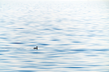 Cormorant is swimming in the sea