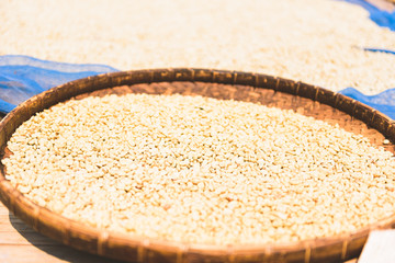 Coffee beans drying at sun at the coffee farm ,Chiang Rai, Thailand