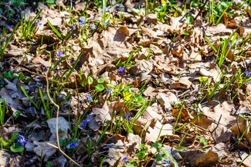 Blue scilla flowers in the forest on spring