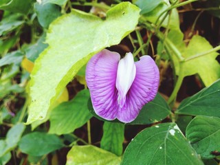 flower in the garden