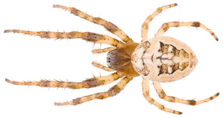 The Larinioides suspicax is a species of orb weaver in the spider family Araneidae. Dorsal view of spider Larinioides suspicax isolated on white background.