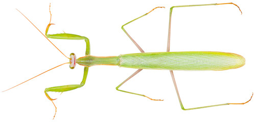 The European mantis Mantis religiosa, is an insect in the family of the Mantidae. Dorsal view of praying mantis isolated on white background.