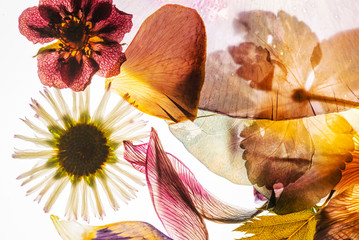 dried flowers on the white background