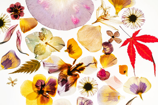 dried flowers on the white background