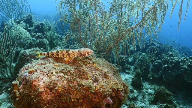Seascape in turquoise water of coral reef in Caribbean Sea / Curacao with Sand Diver, coral and sponge