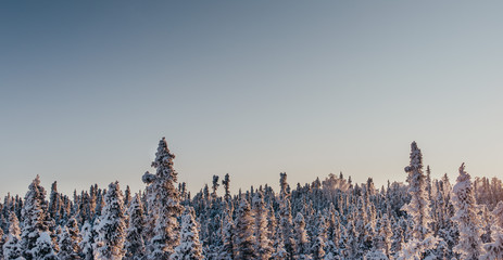 Winter Trees