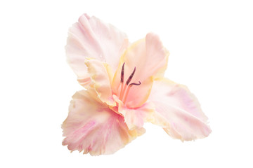 gladiolus flower