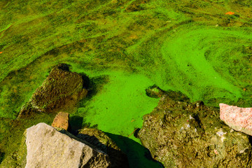 Green algae pollution on the water surface. Ecological concept