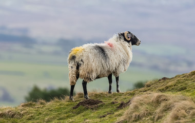 Fototapeta premium Swaledale ewe, a female sheep in Springtime, looking out across the Dales in Wensleydale, England, UK. Blurred background. Horizontal. Space for copy.
