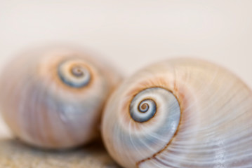 Neverita Duplicata Shark Eye Sea Snail Shell