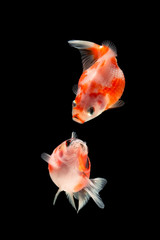 Fancy Pearlscale Goldfish Isolated On Black Background.