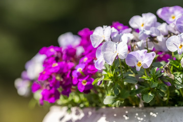 Beautiful viola tricolor purple flowers blooming in flower pot