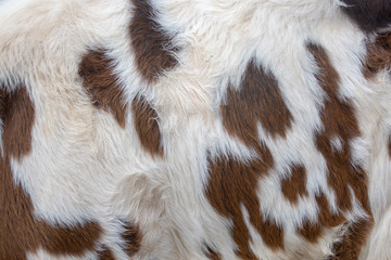Cow fur texture or pattern 