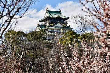 Naklejka premium 梅の花と大越坂城
