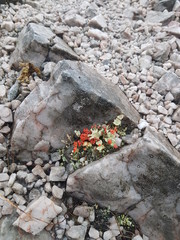 Cladonia Bellidflora (Lichen) Scotland Aonachs range 3000ft