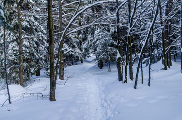 las zimą Bieszczady