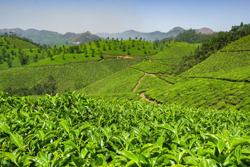 Fototapeta na wymiar Tea plantations in Munnar, Kerala, India