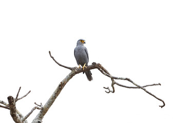 Grey kestrel (Falco ardosiaceus)