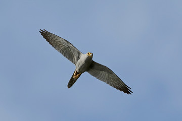 Grey kestrel (Falco ardosiaceus)