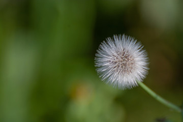 dandelion on green background