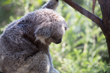 Rescued Koala Resting