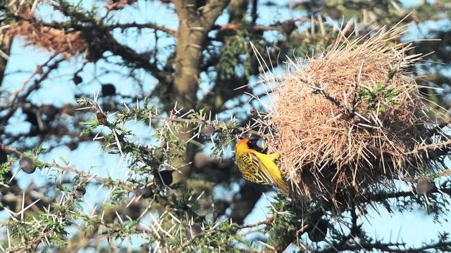 Slow motion Speke's Weaver (Ploceus spekei) buliding its nest in Kenya