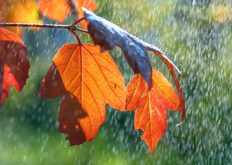 Autumn background red leaves and rain. - 328831187
