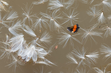 Dandelion fluff and butterfly wing in a puddle after the rain. - 328831190